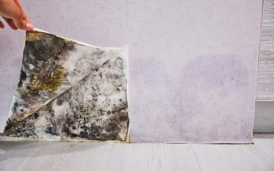 Do you have black mold in your house? Here’s what you should do