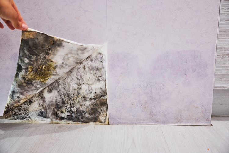 Do you have black mold in your house? Here’s what you should do